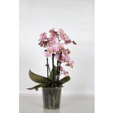 ORHIDEJA PINK 4-STEBELNA MIX L12