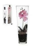 UMETNO CVETJE MICA ORHIDEJA ROZA V VAZI V50XP17CM