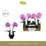 ORHIDEJA SINGOLO 2-STEBELNA MIX L9