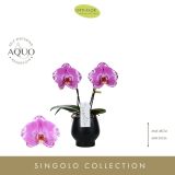 ORHIDEJA SINGOLO 2-STEBELNA MIX L9