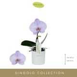 ORHIDEJA SINGOLO ROZA OKR. LONEC 1-STEBELNA L9