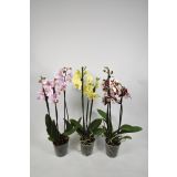 ORHIDEJA TRI STEBLA L12 VIŠ 65 MIX