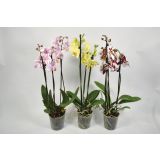 ORHIDEJA TRI STEBLA L12 VIŠ 65 MIX