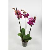 ORHIDEJA TRI STEBLA L12 VIŠ 65 MIX