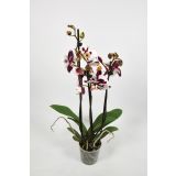 ORHIDEJA TRI STEBLA L12 VIŠ 65 MIX