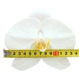 ORHIDEJA WHITE 1-STEBELNA OKR. LONEC L9