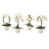 ORHIDEJA WHITE 2-STEBELNA OKR. LONEC L7