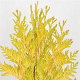 TUJA ORJAŠKI KLEK GOLDY L19