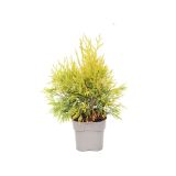 TUJA ORJAŠKI KLEK GOLDY L19