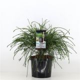 IGLAVEC ORJAŠKI KLEK WHIPECORD L23