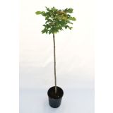 JAVOR OSTROLISTNI GLOBOSUM L24