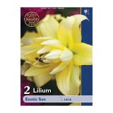 LILIJA HOLLAND BULB MARKET OT EXOTIC SUN