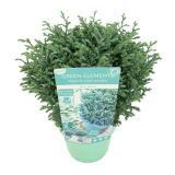 PACIPRESA BLUE MOON L17 CM