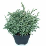 PACIPRESA CHAMAECYPARIS LAW. BABY BLUE L17 CM