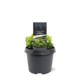 PACIPRESA CHAMAECYPARIS LAW. BUTTERBALL 19 CM