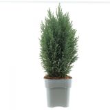 PACIPRESA CHAMAECYPARIS LAW. ELLWOODI L17 CM