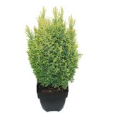 PACIPRESA CHAMAECYPARIS LAW. ELLWOODS GOLD L17 CM