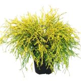 PACIPRESA FILIFERA AUREA L17 CM