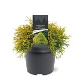 PACIPRESA FILIFERA AUREA L3 L