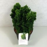 PACIPRESA JAPONSKA NANA GRACILIS L17