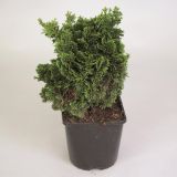 PACIPRESA JAPONSKA NANA GRACILIS L17