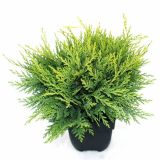 PACIPRESA LAVSONOVA SUNKIST L17