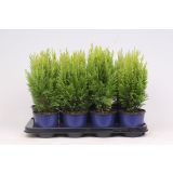 PACIPRESA LAWSONOVA ELLWOODS EMPIRE L13