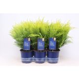 PACIPRESA LAWSONOVA STARDUST L15