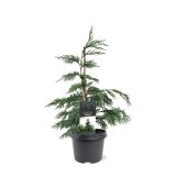 PACIPRESA NOOTK PENDULA L19 CM