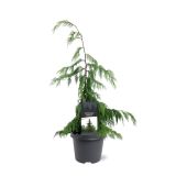 PACIPRESA NOOTK. PENDULA L5L
