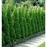 PACIPRESA PACIPRESA LAWSON