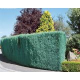 PACIPRESA PACIPRESA LAWSON