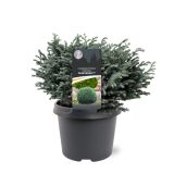 PACIPRESA PIS. BLUE MOON L3 L