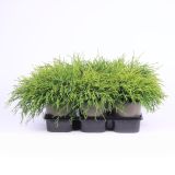 PACIPRESA PIS. SUNGOLD L15 CM