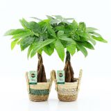 PAHIRA V OKRAS. LON. NOAH L14 CM