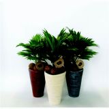 PAHLJAČASTA PALMA L16