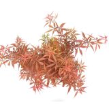 LISTAVEC PAHLJAČASTI JAVOR JERRE SCHWARTZ L19