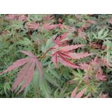 LISTAVEC PAHLJAČASTI JAVOR JERRE SCHWARTZ L19