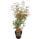 LISTAVEC PAHLJAČASTI JAVOR JERRE SCHWARTZ L19