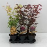 LISTAVEC PAHLJAČASTI JAVOR MIX L15