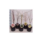 LISTAVEC PAHLJAČASTI JAVOR MIX L19