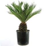 PALMA PALMA CHICAS REVOLUTA