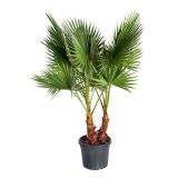 PALMA PALMA WASHINGTONIA ROB.