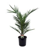 PALMA PHOENIX CANARIENSIS PALMA L 15