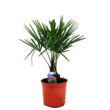 PALMA TRACHYCARPUS FORTUNEI L5 L