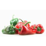 PLODOVKE L'ORTO FRUTTIFERO PAPRIKA LIVORNESE 4/1 PADELLA KULTIPAK