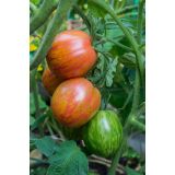 PLODOVKE L'ORTO FRUTTIFERO PARADIŽNIK 1/1 STRIPED STUFFER L10