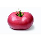 PLODOVKE L'ORTO FRUTTIFERO PARADIŽNIK 1/1 TOI LS PAN F1 L10