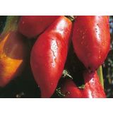 PLODOVKE L'ORTO FRUTTIFERO PARADIŽNIK 4/1 MAMMELL DI CAPRA KULTIPAK