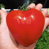 PLODOVKE DOBRO & ZDRAVO PARADIŽNIK FLEURETTE VOLOVSKO SRCE